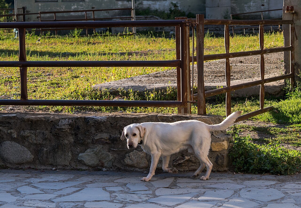 Cane di razza Labrador Retriever di colore giallo