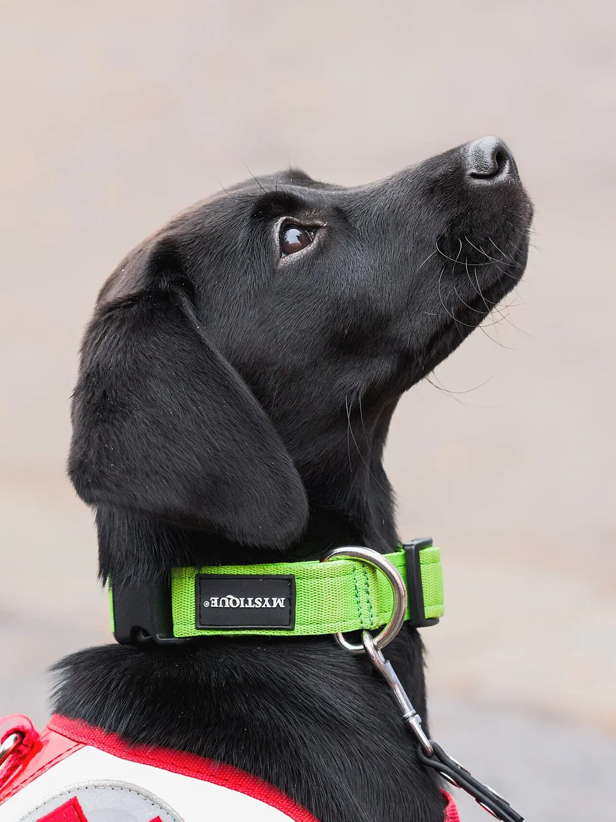 Cane di razza Labrador Retriever di colore giallo