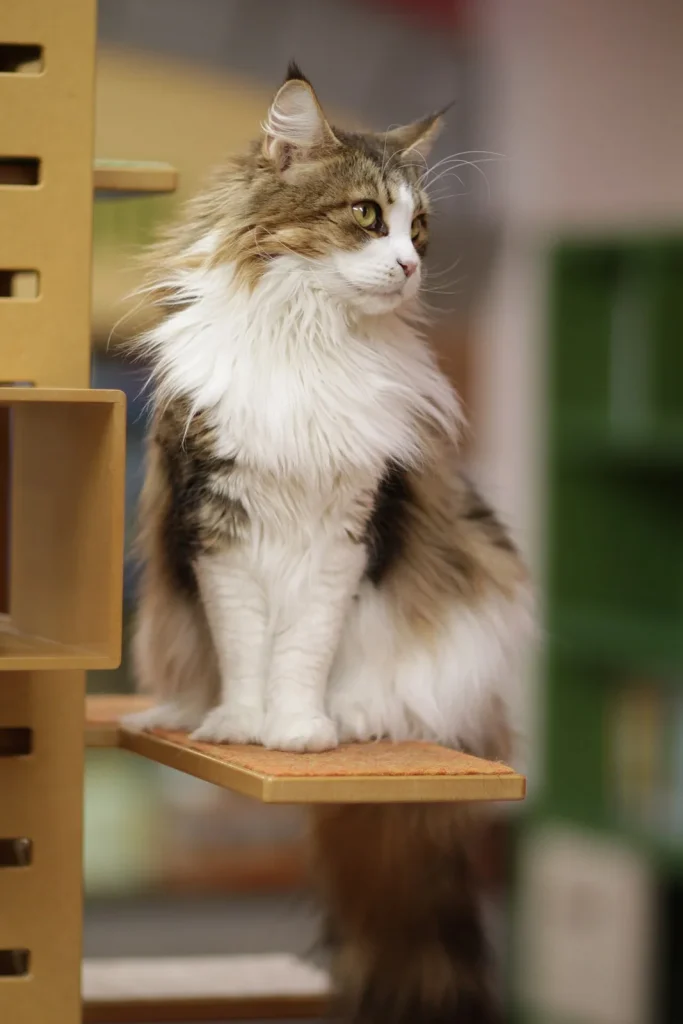 Maine Coon: dimensioni, carattere e cure del gigante buono