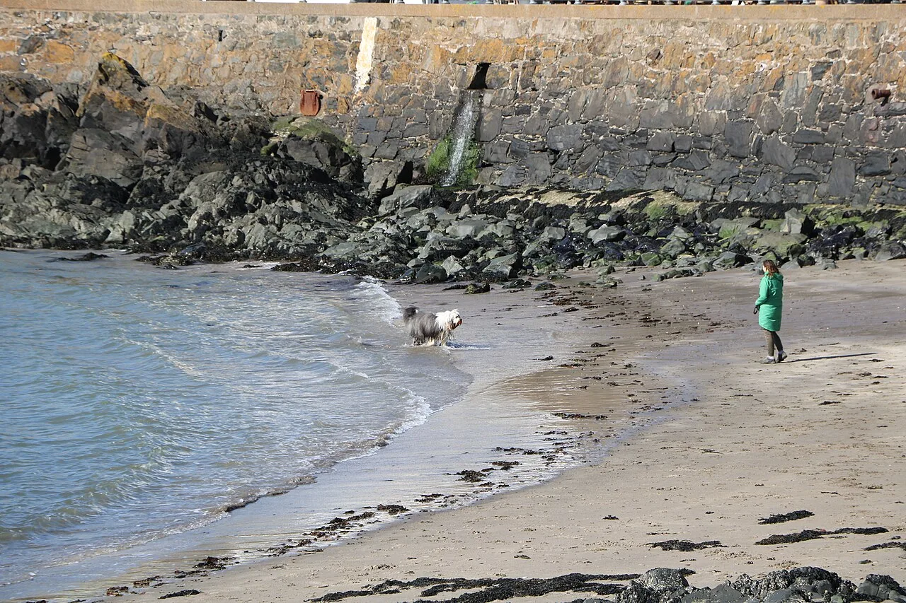 Cane che scodinzola con la coda in movimento