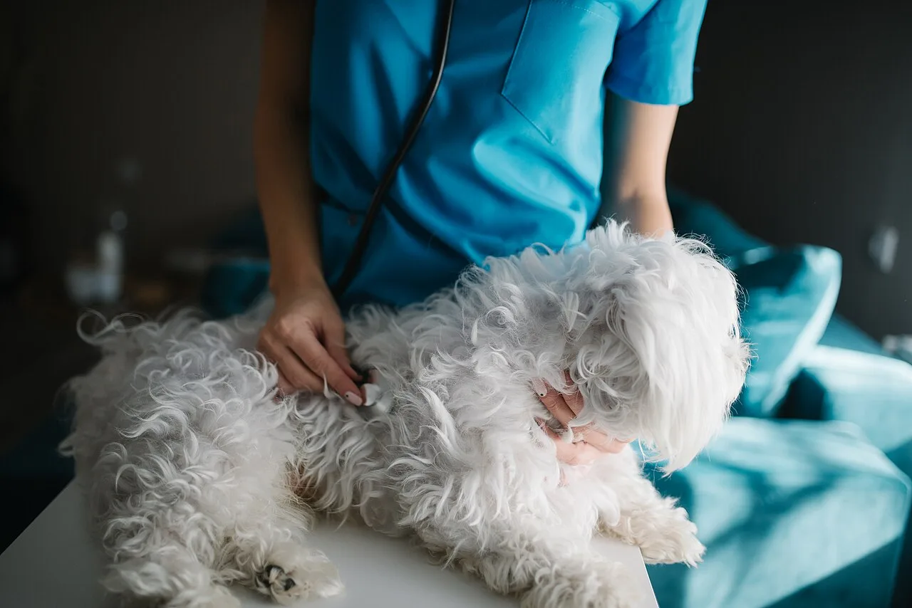 Cane durante una visita dal veterinario