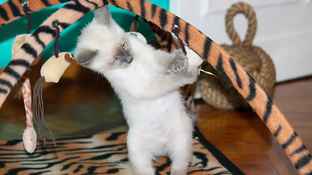 Mekong Bobtail