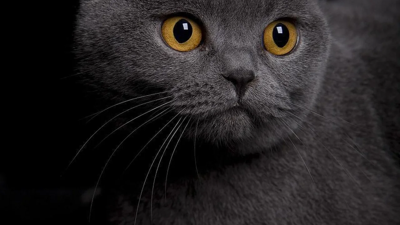 Brazilian Shorthair