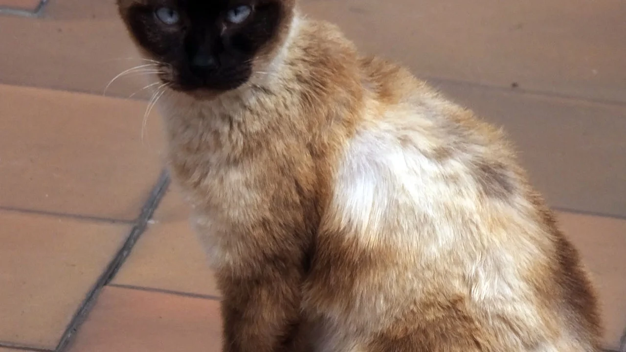 Ojos Azules