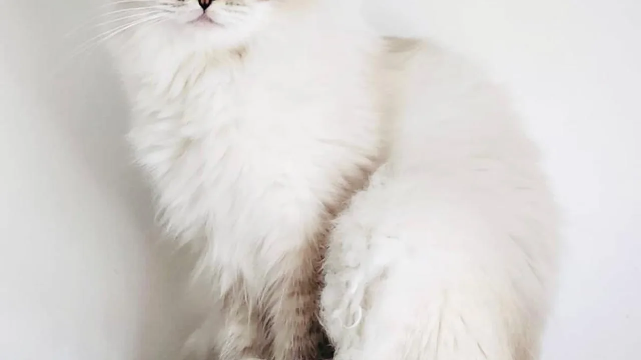 Ragdoll