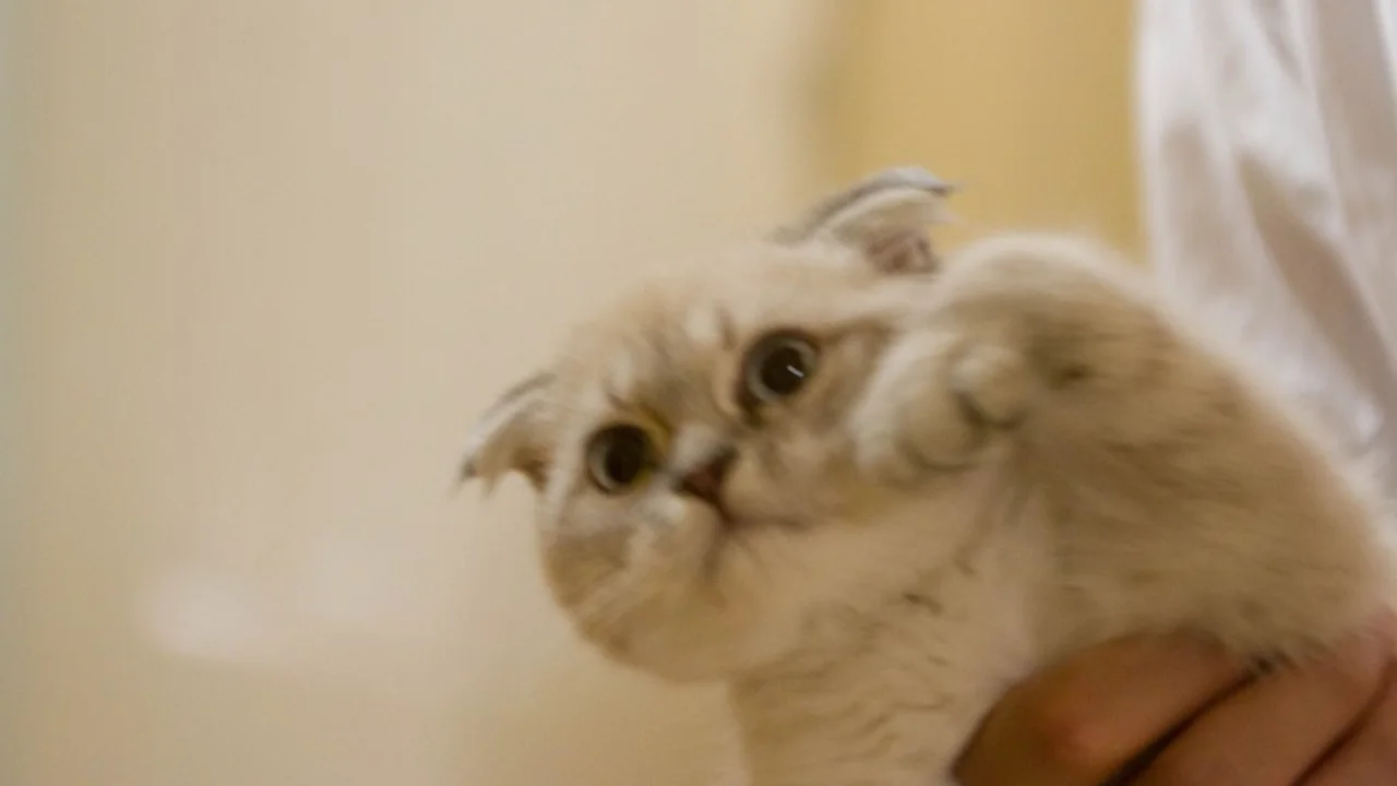 Scottish Fold