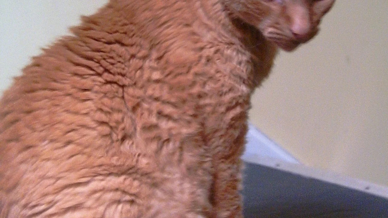 Devon Rex