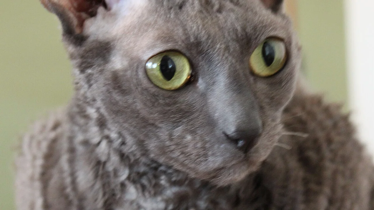 Cornish Rex