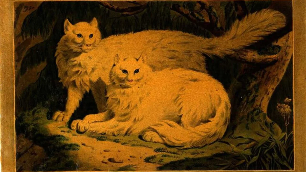 Angora Turco