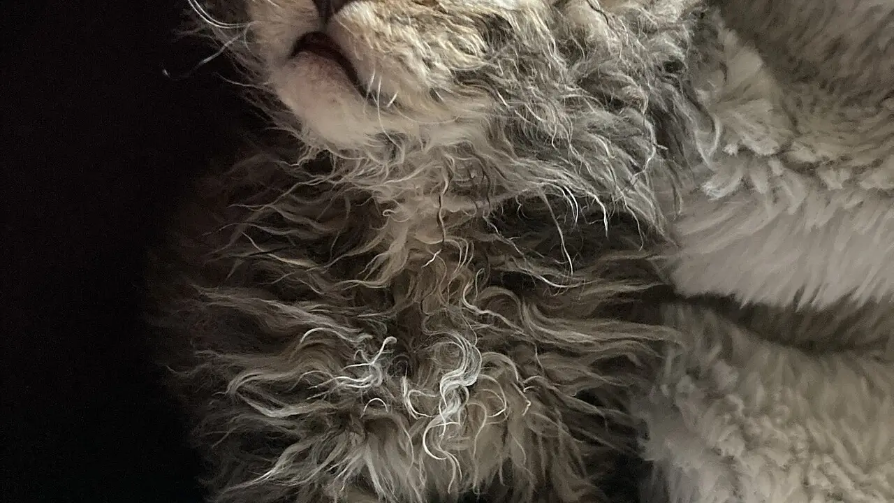 Selkirk Rex