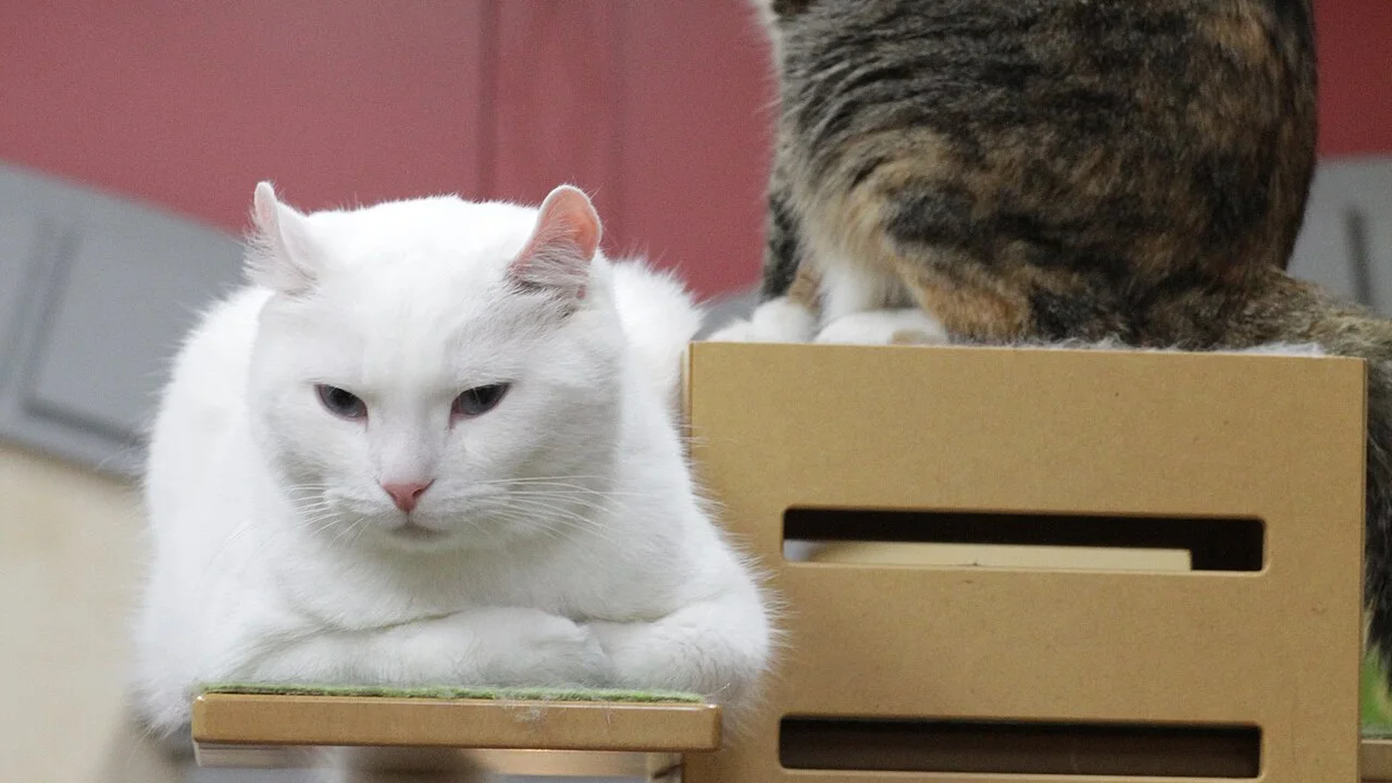 American Curl