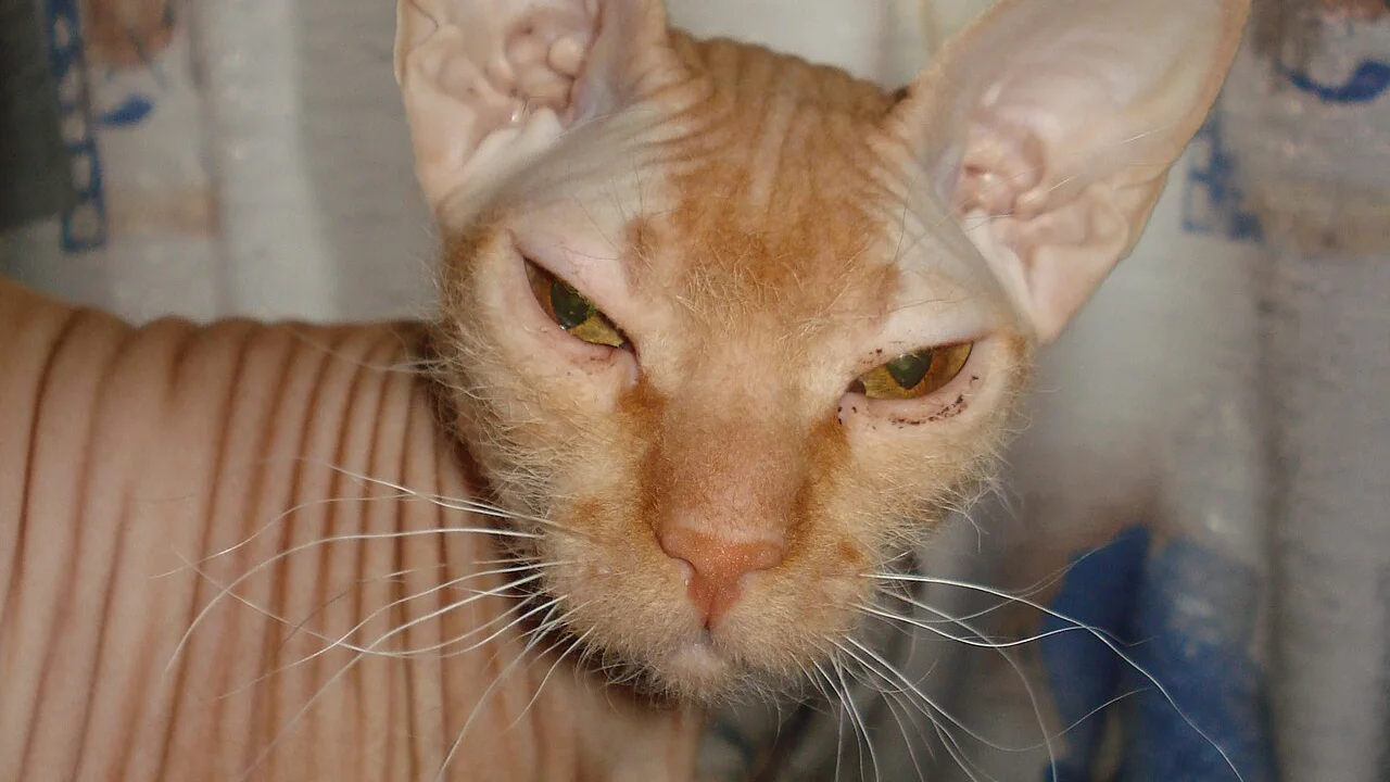 Peterbald
