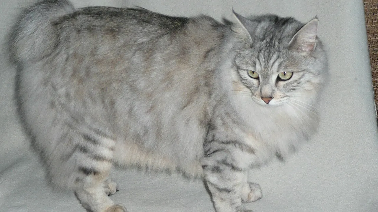 Kurilian Bobtail