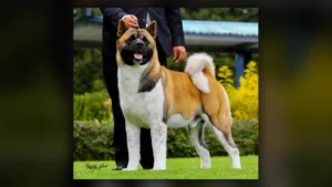 Akita Americano, immagine verificata della razza