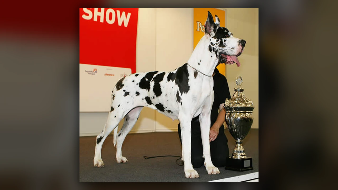 Alano (Great Dane), immagine verificata della razza