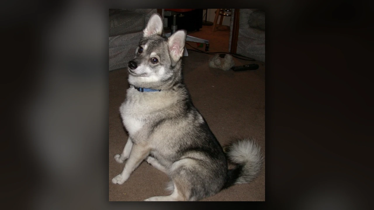 Alaskan Klee Kai, immagine verificata della razza