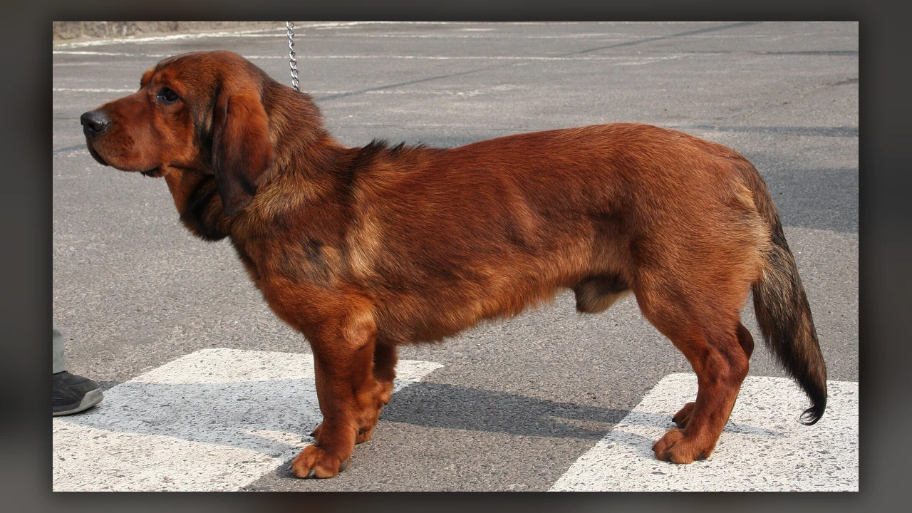 Alpine Dachsbracke, immagine verificata della razza