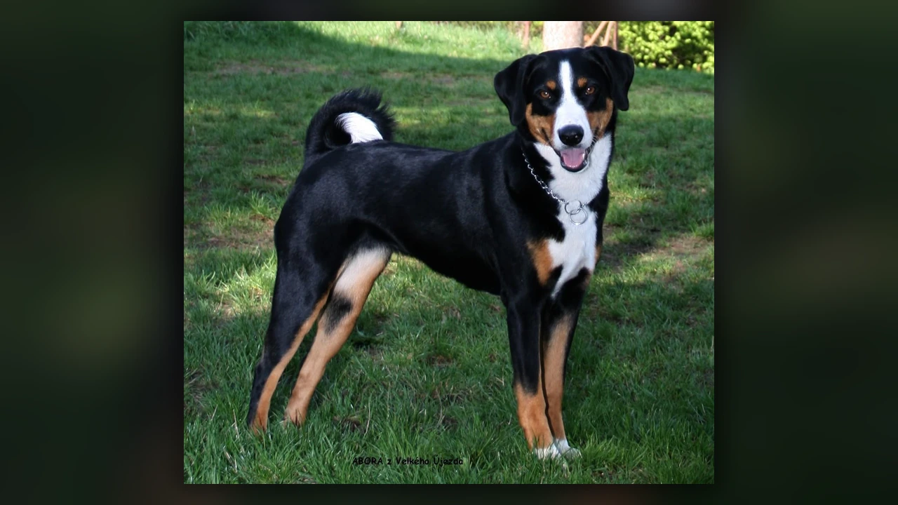 Appenzeller Sennenhund, immagine verificata della razza