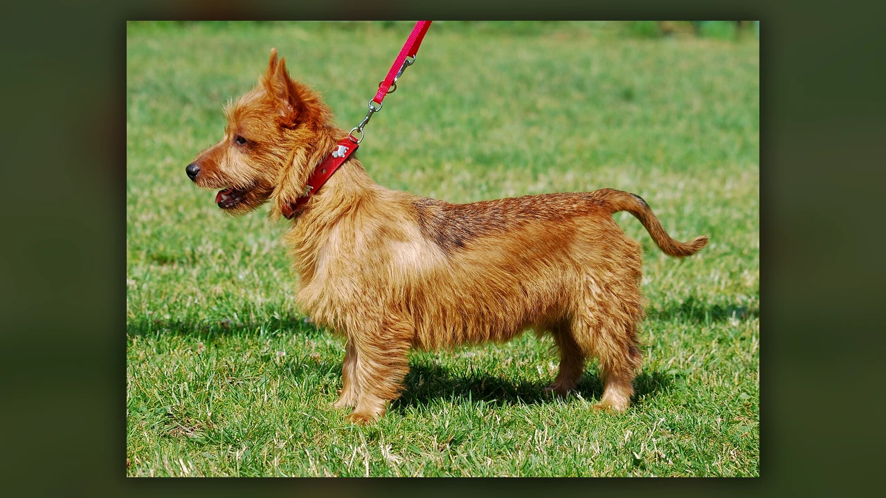 Australian Terrier, immagine verificata della razza