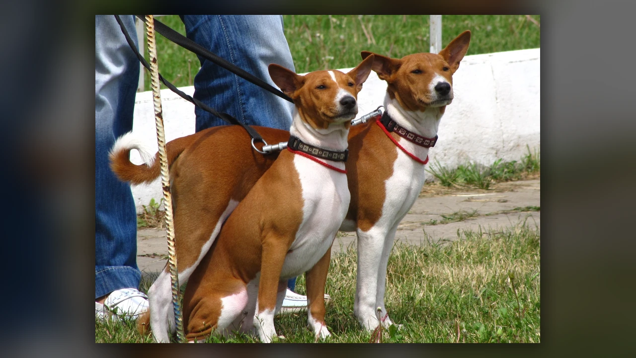Basenji, immagine verificata della razza