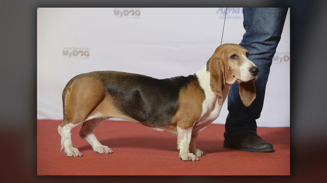Basset Artesien Normand, immagine verificata della razza