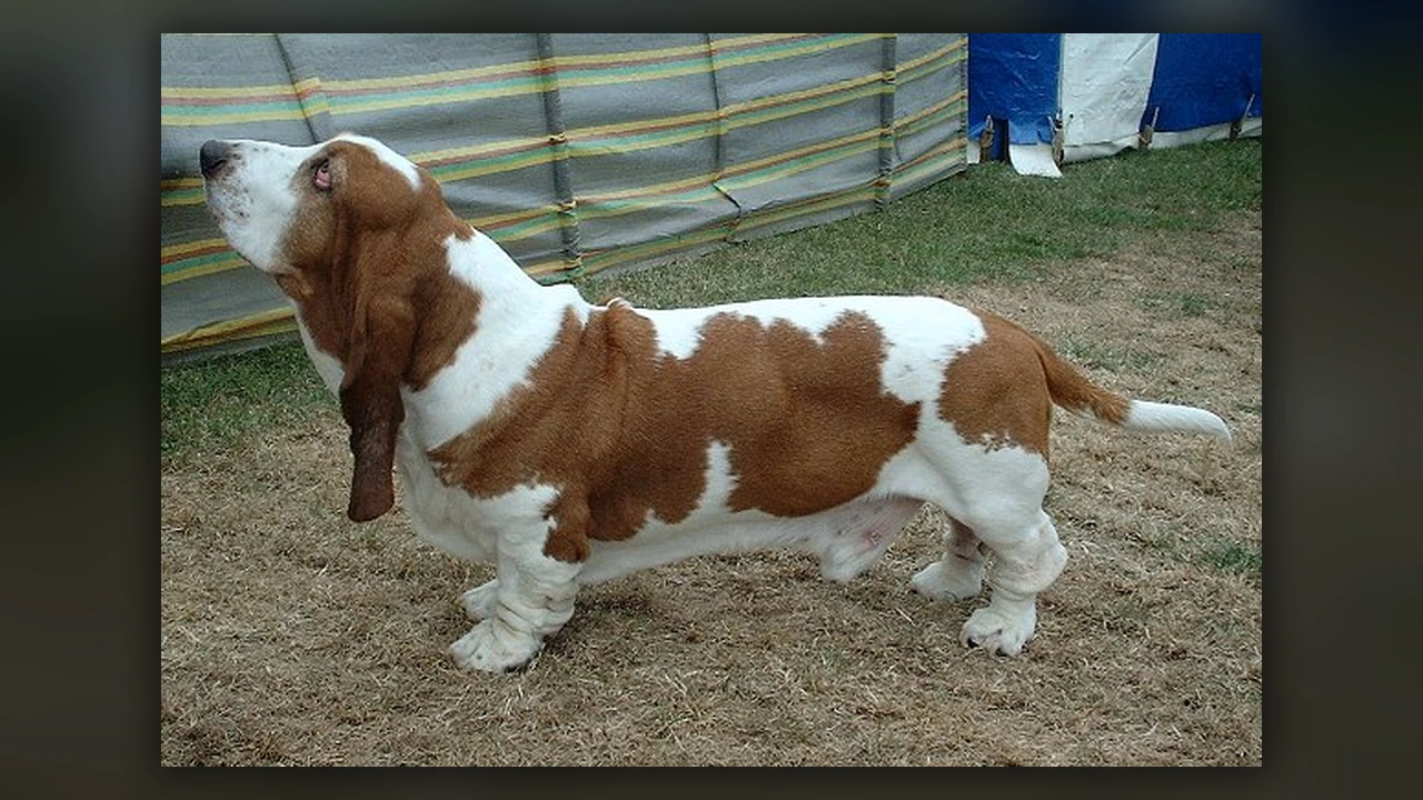 Basset Hound, immagine verificata della razza