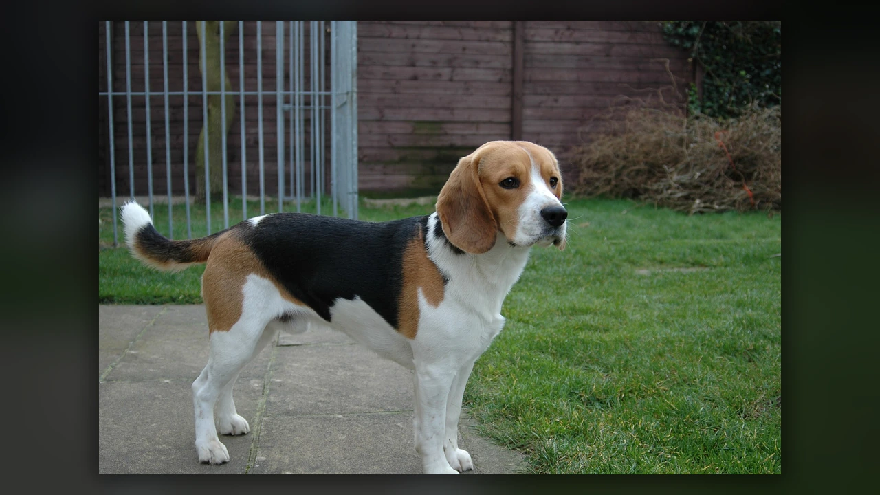 Beagle, immagine verificata della razza