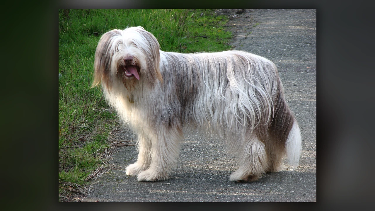 Bearded Collie, immagine verificata della razza