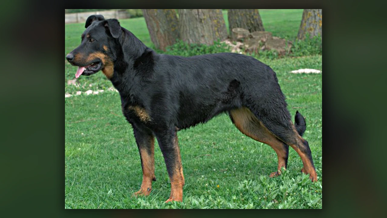 Beauceron, immagine verificata della razza