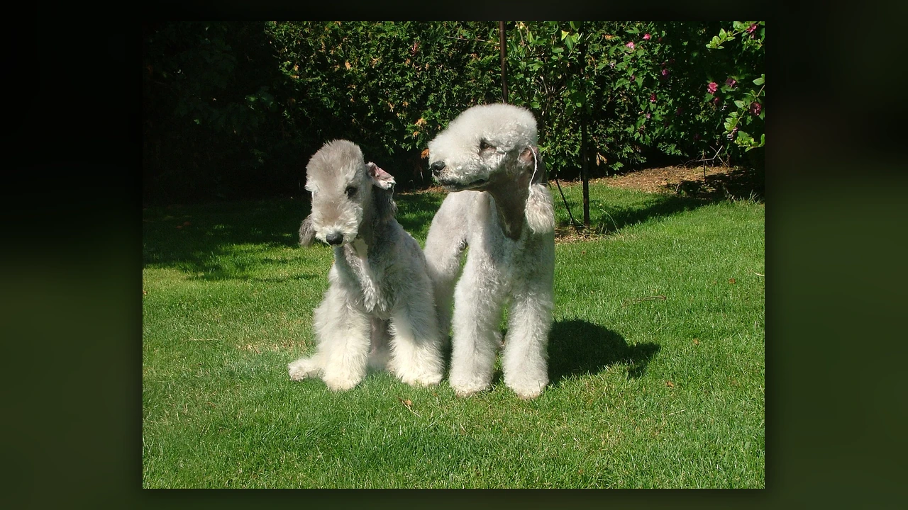 Bedlington Terrier, immagine verificata della razza
