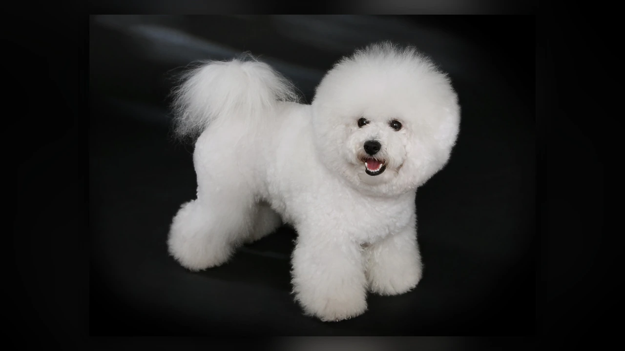 Bichon Frise, immagine verificata della razza