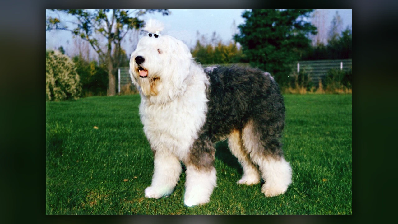 Bobtail, immagine verificata della razza