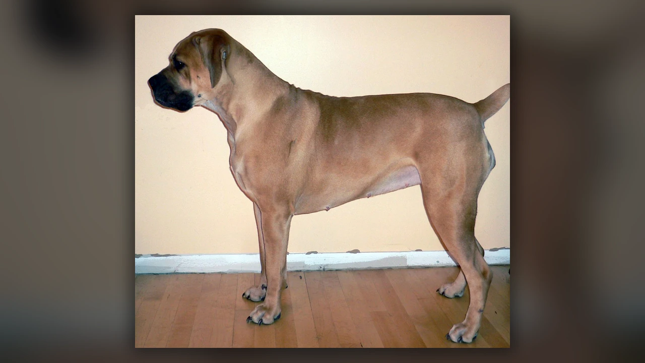 Boerboel, immagine verificata della razza