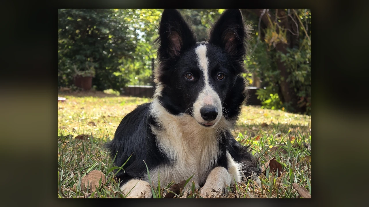 Border Collie, immagine verificata della razza