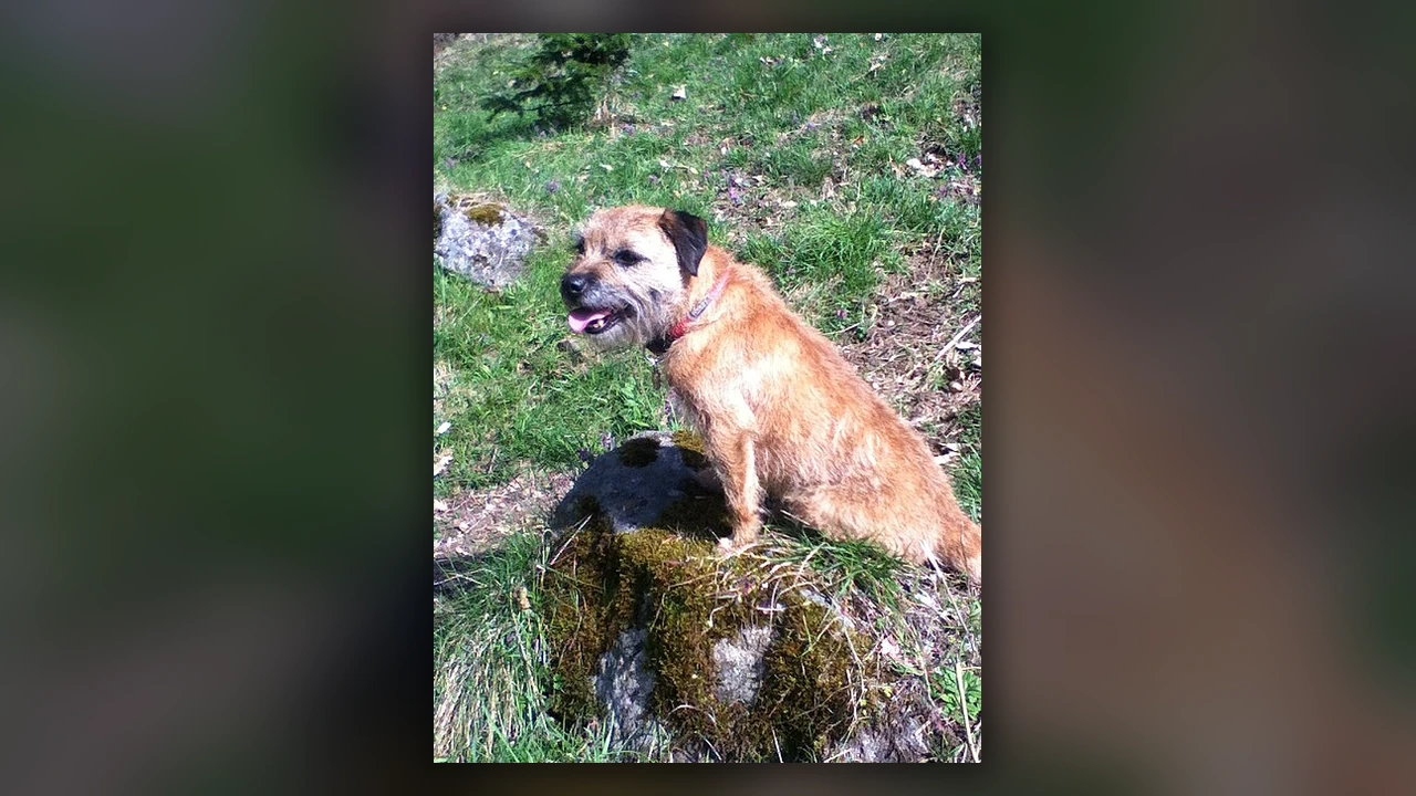 Border Terrier, immagine verificata della razza