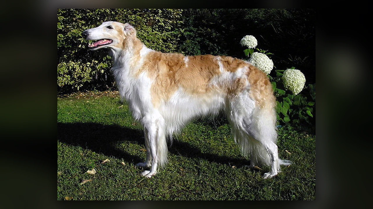 Borzoi, immagine verificata della razza