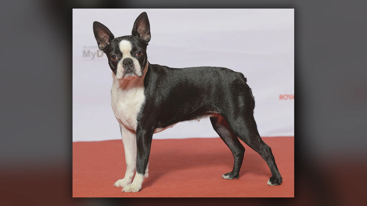 Boston Terrier, immagine verificata della razza