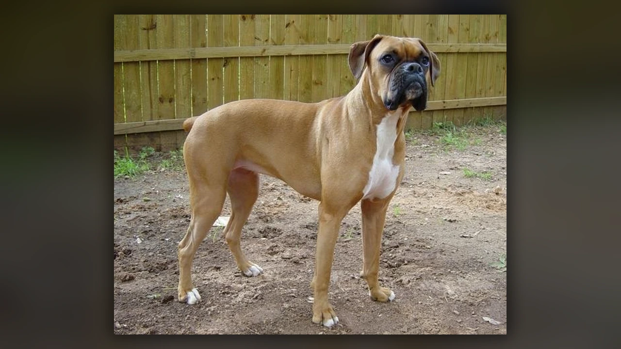 Boxer, immagine verificata della razza