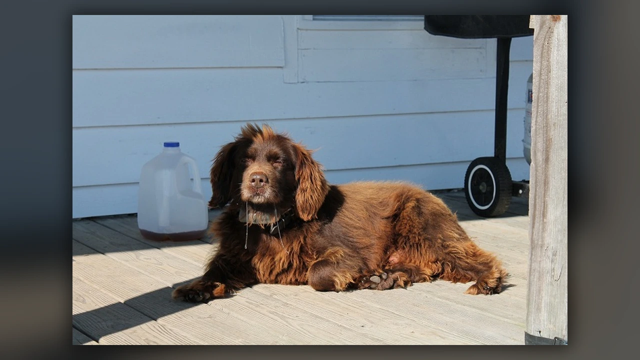 Boykin Spaniel, immagine verificata della razza