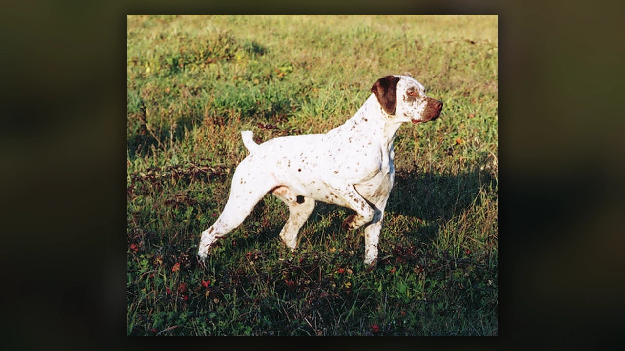 Braque du Bourbonnais, immagine verificata della razza