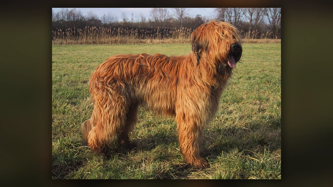 Briard, immagine verificata della razza