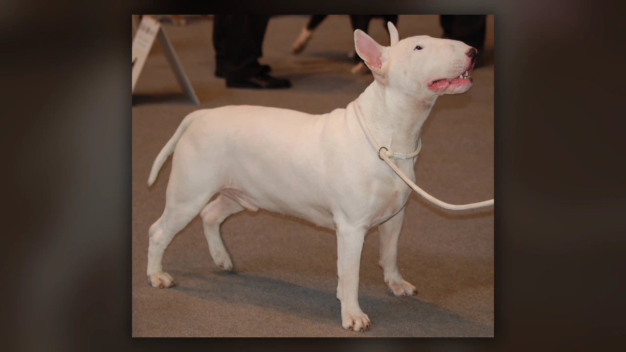 Bull Terrier, immagine verificata della razza