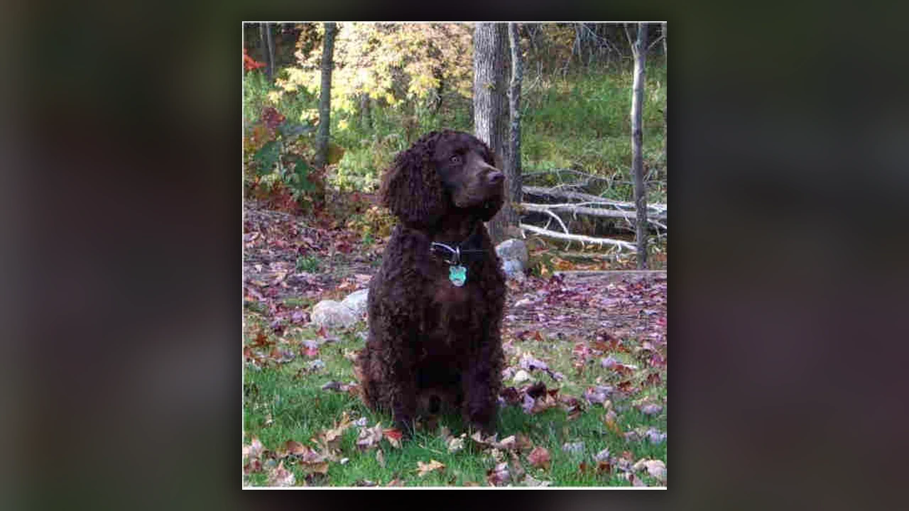 Cane da Acqua Americano, immagine verificata della razza