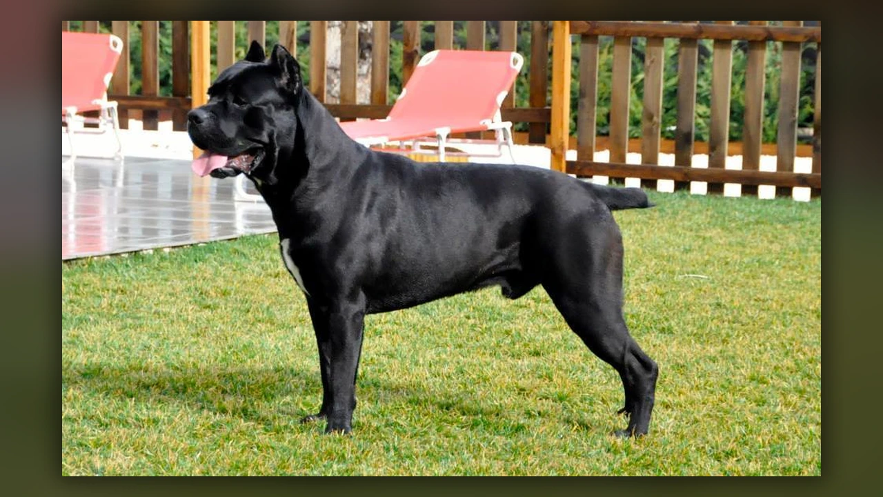 Cane Corso, immagine verificata della razza