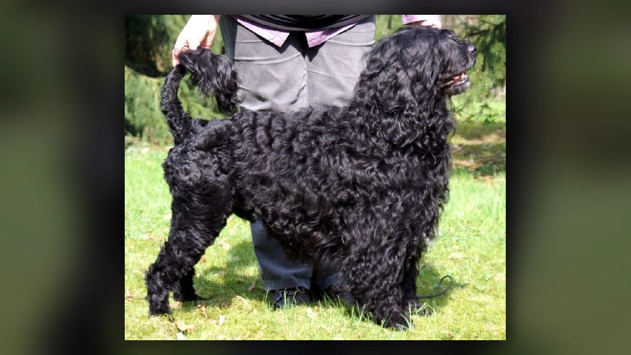 Cane da acqua portoghese, immagine verificata della razza