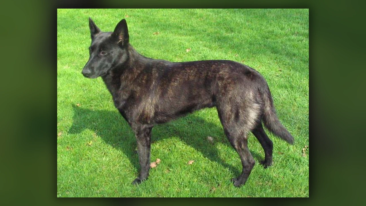 Cane da pastore olandese, immagine verificata della razza