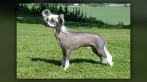 Cane Nudo Cinese, immagine verificata della razza