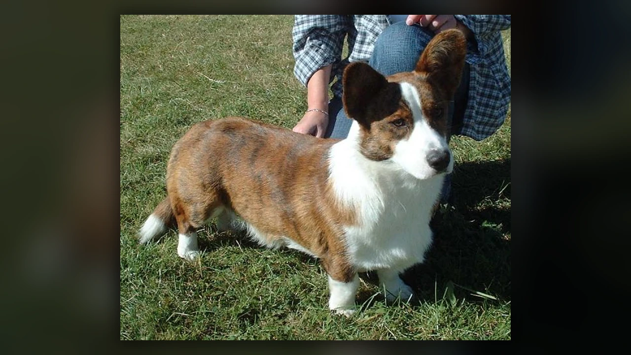 Cardigan Welsh Corgi, immagine verificata della razza