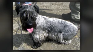 Cesky Terrier, immagine verificata della razza