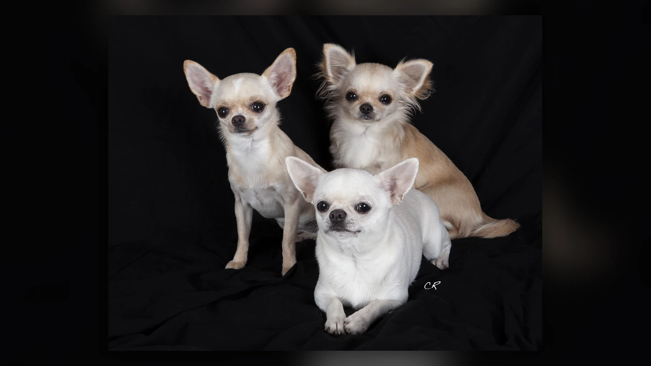Chihuahua, immagine verificata della razza